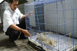 Warga Jember Serahkan Buaya Muara ke BKSDA