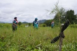Tanam Pohon Cemara