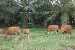 Program integrasi sapi-sawit akan kurangi impor daging 