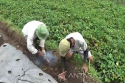 Petugas Bersama Petani Magetan Basmi Hama Tikus
