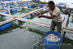 Budiddaya Ikan Kerapu