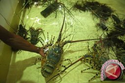 DKP Lebak Optimalkan Pengawasan Lobster