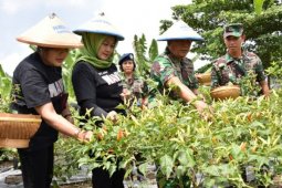 Pangarmatim Panen Raya di Kebun Flat Koarmatim