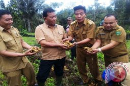 Bupati Hadiri Panen Kentang