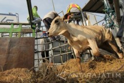 Sapi Impor Australia