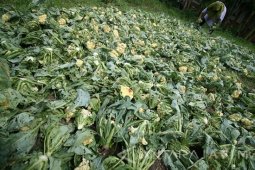 Petani Sayu Bunga Kol Merugi