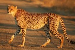 Cheetah Terancam Punah Karena Hilangnya Habitat