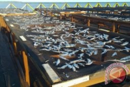 Pembangunan Tempat Penjemuran Ikan Di Penajam Rampung