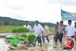 Dinas Pertanian Menggelar Tanam Lebih Awal