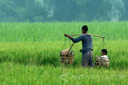 Disperta Bojonegoro Pastikan Persediaan Pupuk Mencukupi