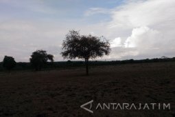 Menjelajah "Afrika" Kecil di Jawa Timur (Video)