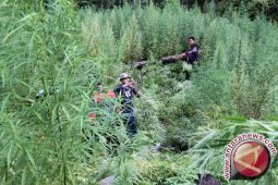 Jumlah Kasus Narkoba di Aceh Meningkat