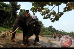 Kawasan Ekowisata Tangkahan Langkat Padat Pengunjung