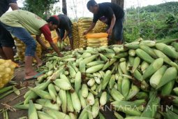 Panen Jagung Manis