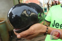 Populasi Pesut Mahakam Semakin Terancam