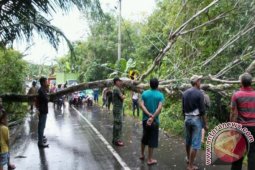 POHON TUMBANG
