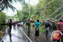 Pohon Tumbang Timpa Rumah Warga