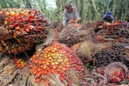Semua pabrik beli sawit dengan harga tinggi
