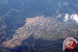 Kawasan hutan produksi Kotawaringin Timur terancam habis