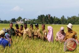 Distan: Produktivitas padi Abdya 10 ton/hektare