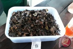 Kawo, Kisah Nelangsa Petani Kopi Kerinci