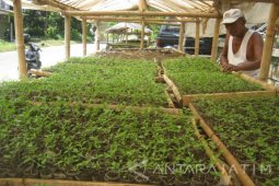Harga Bibit Cabai Rawit di Jember Masih Stabil