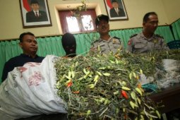 Harga Cabe Rawit Masih Tinggi di Sanggau