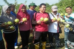 Petani Bojonegoro Tidak Kesulitan Pasarkan Jambu Kristal