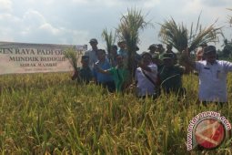 AQUA Mambal Panen Raya Padi Sehat Di Subak Mambal