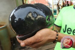 Peneliti Prihatin Tingginya Angka Kematian Pesut Mahakam