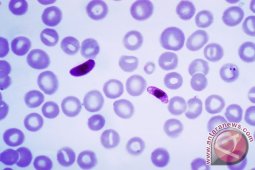 Tidak ada keajaiban untuk bersihkan Bumi dari malaria