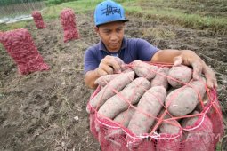 Harga Ubi Jalar Merosot