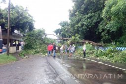 Pohon Tumbang Ganggu Jalur Pantura di Situbondo
