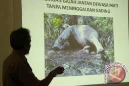 BKSDA: 41 gajah mati di Aceh