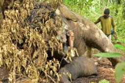 Gajah Mati Ditembak