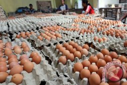 Harga telur ayam mulai naik