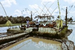 Anas Luncurkan Banyuwangi Festival 2017 di Tengah Sawah