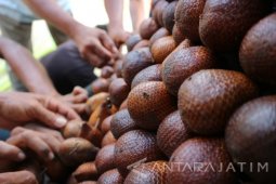 Mahasiswa Brawijaya Teliti Biji Salak untuk Anti-penuaan Dini