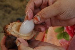 Buah Nipah Alternatif Pemenuhan Karbohidrat