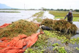 Padi Terendam Banjir