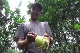 Petani Jeruk Pamelo Magetan Gagal Panen