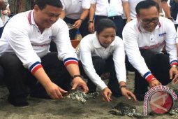 Menteri BUMN Melepasliarkan Penyu di Pantai Senggigi