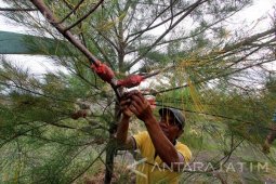 Budidaya Pohon Cemara Laut