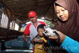 Edukasi Pengenalan Penyu