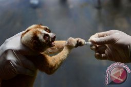 27 Kukang Hasil Sitaan Direhabilitasi di Bogor
