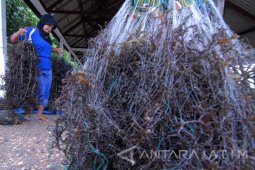 Bantuan Bibit Rumput Laut