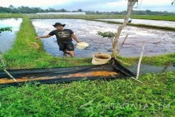 Pemkab Banyuwangi Buat Program "Gema Pamili"