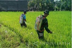 Tanaman Padi Warga Bangkalan Terserang Hama Wereng