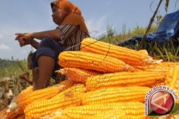 Produksi Jagung Sumut Ditargetkan 1,9 Juta Ton