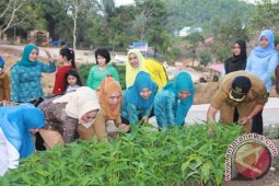 PKK Madina Panen Kangkung